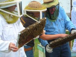 Hands on Learning Learning beekeeping