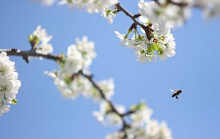 Tree in Bloom