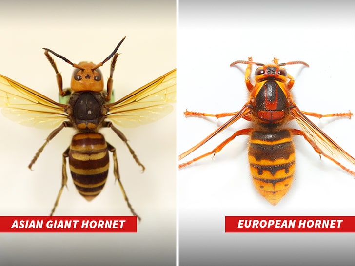 Giant Asian Hornets.