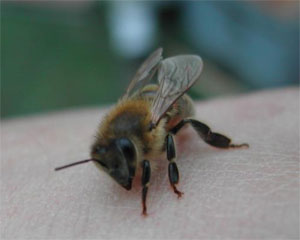 bee on a finger
