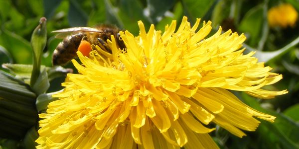 bee and flower