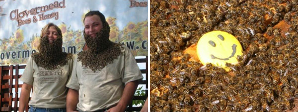 bee beards