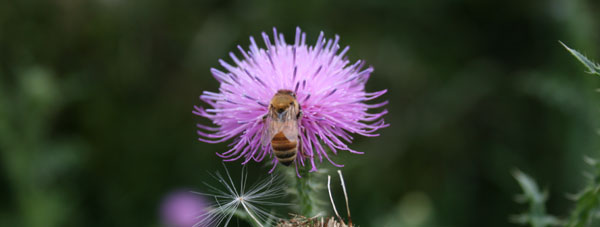 bee on a purple plant